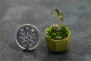 bonsai miniatura